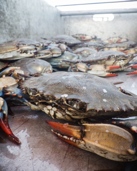 Louisiana crabs