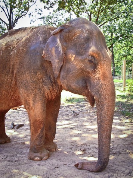 20100802 - Elephant Painting (small)-2